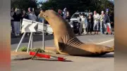 See-Elefant in Australien: Tonnenschweres Tier zerstört Poller