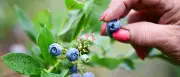 Selbstpflücken in Brandenburg: Kirschen, Beeren & Co. direkt vom Feld