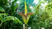 Seltene Titanwurz-Knolle aus Botanischem Garten Göttingen gestohlen