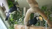 Seltene Vogelküken im Zoo Hoyerswerda geschlüpft