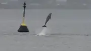 Seltene Wal-Sichtung in der Ostsee: Video zeigt springenden Meeressäuger