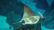 Seltener Entenschnabelrochen vor kroatischer Küste gesichtet