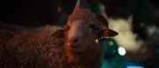 „Sheep“: ZDF-Miniserie über Schafe auf Sinnsuche