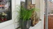 Sicheres Zuhause: Ungiftige Zimmerpflanzen für Katzenhalter