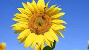 Sommerhitze in Rheinland-Pfalz und Saarland: Bis zu 36 Grad am Wochenende