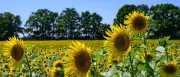 Sommerwetter in Berlin und Brandenburg: Bis zu 29 Grad am Samstag