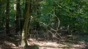 Sommerwoche in Niedersachsen: Temperaturen bis 32 Grad, Waldbrandgefahr steigt
