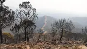 Spanien: Zwölf Tote bei Waldbrand in Andalusien – Touristen unter Opfern