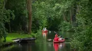 Spreewald: Elf Fließe wegen Eichenprozessionsspinners gesperrt