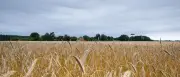 Starke Gewitter und Regen bringen Abkühlung nach Berlin und Brandenburg