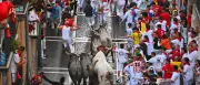 Stierhatz in Spanien: Tradition oder Tierquälerei?
