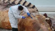 Streit um Buckelwal-DNA: Tierärztin zweifelt Identität an