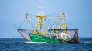 Streit um fischereifreie Zonen in der Nordsee: Kompromiss gesucht