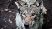 Streit um Wolfsangriff in Italien: Bürgermeister widerspricht Familie