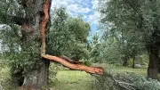 Sturmfolgen in Karlsruhe: Rheinstrandbad bleibt bis Sonntag geschlossen