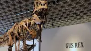 T. Rex „Gus“: Dino-Skelett soll bis zu 30 Millionen Dollar bringen