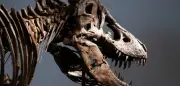 T-Rex „Gus“ für 43 Millionen Dollar versteigert: Forscher in Sorge