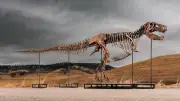 T-Rex-Skelett 