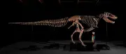 T-Rex-Skelett „Gus“ erzielt Rekordsumme von 50 Millionen Dollar bei Auktion