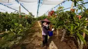 Taiwan exportiert erstmals Premium-Mangos nach Europa