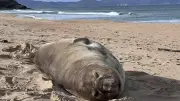 Tasmaniens Star-Robbe Neil: Warum der tierische Influencer in Gefahr ist