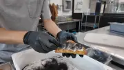 Thailändischer Bäcker serviert Croissant mit Haaren – eklig oder lecker?