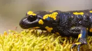 Tierfreunde retten Feuersalamander-Larven vor dem Austrocknen in Sachsen