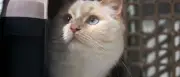Tierheim Berlin: 46 Katzen in erster Ferienwoche aufgenommen – Alarmierende Zahlen