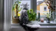 Tierheim Berlin: Immer mehr Katzen stürzen aus Fenstern – so schützen Sie Ihre Katze