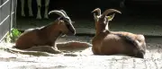 Tierliebe schadet: Fütterverbot in Berliner Parks ist strikt
