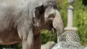 Tierpark Hellabrunn: Elefantenkuh Temi erwartet Nachwuchs im August 2027