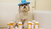 Tierärztin warnt: Ibuprofen und Paracetamol tödlich für Haustiere