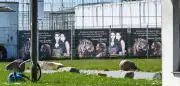 Tigeropfer in Sachsen: 72-Jähriger stirbt zwei Monate nach Angriff