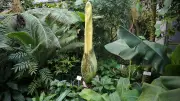Titanwurz aus Botanischem Garten Göttingen gestohlen – Polizei sucht Zeugen