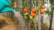 Tomaten im Urlaub: So überleben Ihre Pflanzen zwei Wochen ohne Gießen