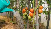 Tomaten im Urlaub: So überleben Pflanzen zwei Wochen ohne Pflege