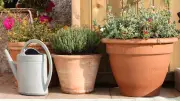 Topfgarten-Trend: Flexibles Gärtnern auf Balkon und Terrasse