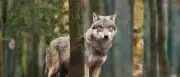 Toskana: Hündin Destiny rettet Kleinkind vor Wolf – wird selbst getötet