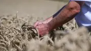 Treibstoffkrise und Seeblockade: Russlands Landwirte in Not