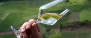 Trend zu trockenen Weinen in Deutschland hält weiter an