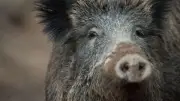 Trentino erlaubt Bogenjagd auf Wildschweine: Pilotprojekt ab 2027