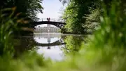 Trockene Bäume: Stiftung warnt vor Astbruch in Parks