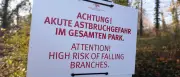 Trockenheit: Astbruch-Gefahr in Potsdamer Schlossparks