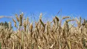 Trockenheit in NRW: Lage ernst, Weizenernte leidet