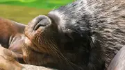 Tuberkulose-Verdacht: Münchner Tierpark Hellabrunn schläfert letzte Mährenrobben ein