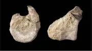 Uraltes Fossil beweist Dinosaurier in der Antarktis