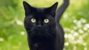 Von Milben bis Toxoplasmose: Katzenkrankheiten auf Menschen