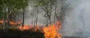 Waldbrand auf munitionsbelastetem Gelände bei Jüterbog