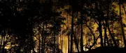 Waldbrand bei Paris: 400 Feuerwehrleute kämpfen gegen Flammen