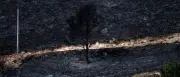Waldbrand in Andalusien: 12 der 13 Toten sind Ausländer